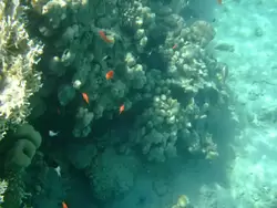 Рыбки и кораллы Красного моря, фото 97