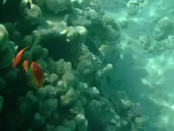 Рыбки и кораллы Красного моря, фото 96