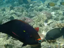 Рыбки и кораллы Красного моря, фото 91