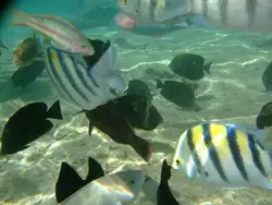Рыбки и кораллы Красного моря, фото 90