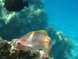 Рыбки и кораллы Красного моря, фото 89