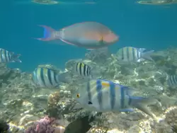 Рыбки и кораллы Красного моря, фото 83