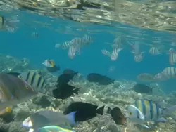 Рыбки и кораллы Красного моря, фото 80