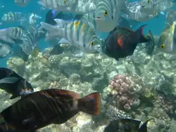 Рыбки и кораллы Красного моря, фото 79