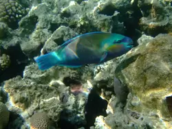 Рыбки и кораллы Красного моря, фото 77