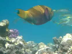 Рыбки и кораллы Красного моря, фото 76