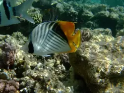 Рыбки и кораллы Красного моря, фото 66