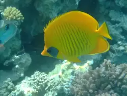 Рыбки и кораллы Красного моря, фото 64