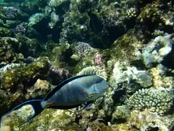 Рыбки и кораллы Красного моря, фото 57