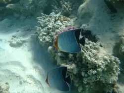 Рыбки и кораллы Красного моря, фото 52