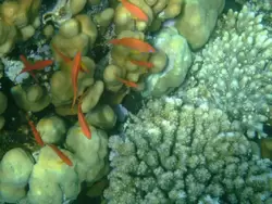Рыбки и кораллы Красного моря, фото 47