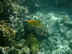 Рыбки и кораллы Красного моря, фото 39
