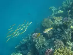 Рыбки и кораллы Красного моря, фото 33