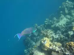 Рыбки и кораллы Красного моря, фото 30
