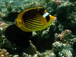 Рыбки и кораллы Красного моря, фото 10