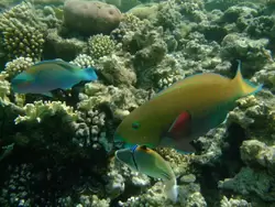 Рыбки и кораллы Красного моря, фото 4