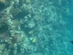 Рыбки и кораллы Красного моря, фото 1