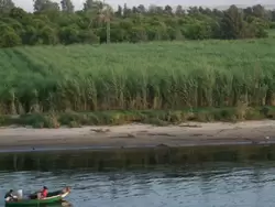 На берегах Нила выращивают сахарный тростник
