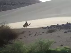 Прогулка на верблюде