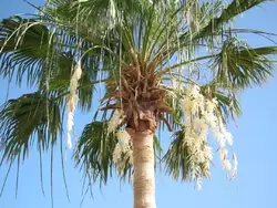 Пальма расцветает