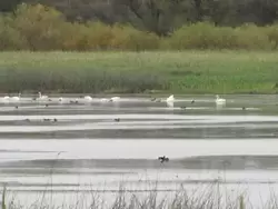 Витославлицы. Лебеди на озере