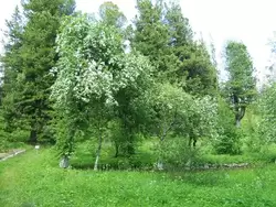 Яблони в цвету на Соловецких островах