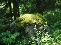 Мшистый камень в лесу у Секирной горы