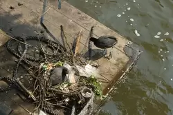 Утка свила гнездо на забытой на канале деревяшке