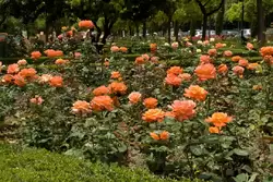 Розы Flora Danica в садах Педро Луиса Алонсо 
