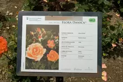 Розы Flora Danica в садах Педро Луиса Алонсо 