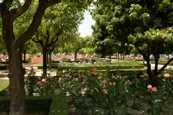 Сады Педро Луиса Алонсо (Los jardines de Pedro Luis Alonso)