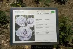 Розы сорта Scotsman в саду Педро Луиса Алонсо 