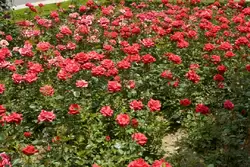Розы сорта Alicante в саду Педро Луиса Алонсо 