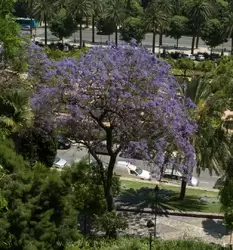 Фиолетовое дерево