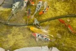 Рыбки в прудике у ресторана