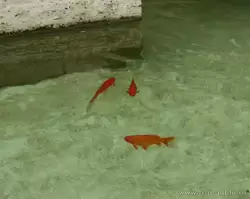 Золотые рыбки в фонтане перед дворцом правосудия