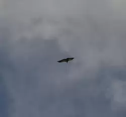 Хищная птица в небе над Кавказом