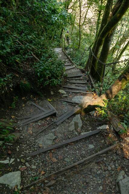 Тисо-Самшитовая роща, маршрут «Большое кольцо» — почти постоянные спуски и подъемы по лестнице