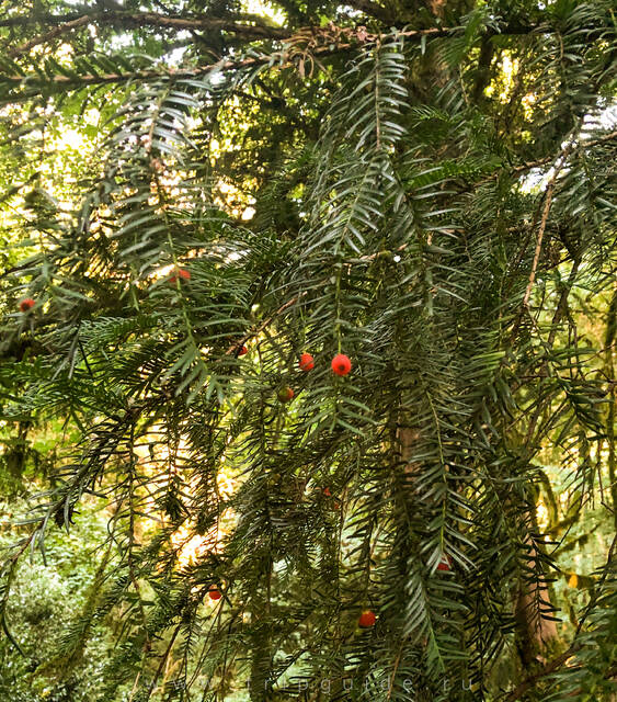 Тисо-Самшитовая роща, тис — хвойное дерево с красными ягодами