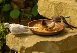 Амадины и тарелка со злаками, Птичий сад Дендрария