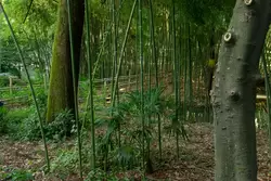 Бамбуковая роща в Нижнем парке Дендрария в Сочи