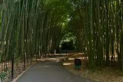 Бамбуковая роща в парке Дендрарий Сочи