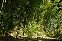Дендрарий Сочи, бамбуковая роща