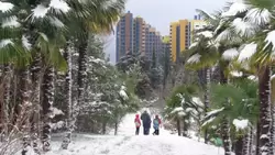 Дендрарий Сочи в снегу