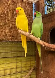 Индийский кольчатый попугай (Ожереловый попугай Крамера), Птичий сад Дендрария