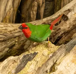 Красноголовая попугайная амадина, Птичий сад Дендрария Сочи