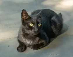 Обитательница Дендрария — чёрная кошка