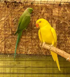 Ожереловый попугай Крамера, зелёный — самец, жёлтый — самка (цвет выведен заводчиками)