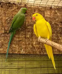 Ожереловый попугай Крамера, зелёный — самец, жёлтый — самка (цвет выведен заводчиками)