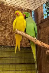 Ожереловый попугай, Птичий сад Дендрария Сочи